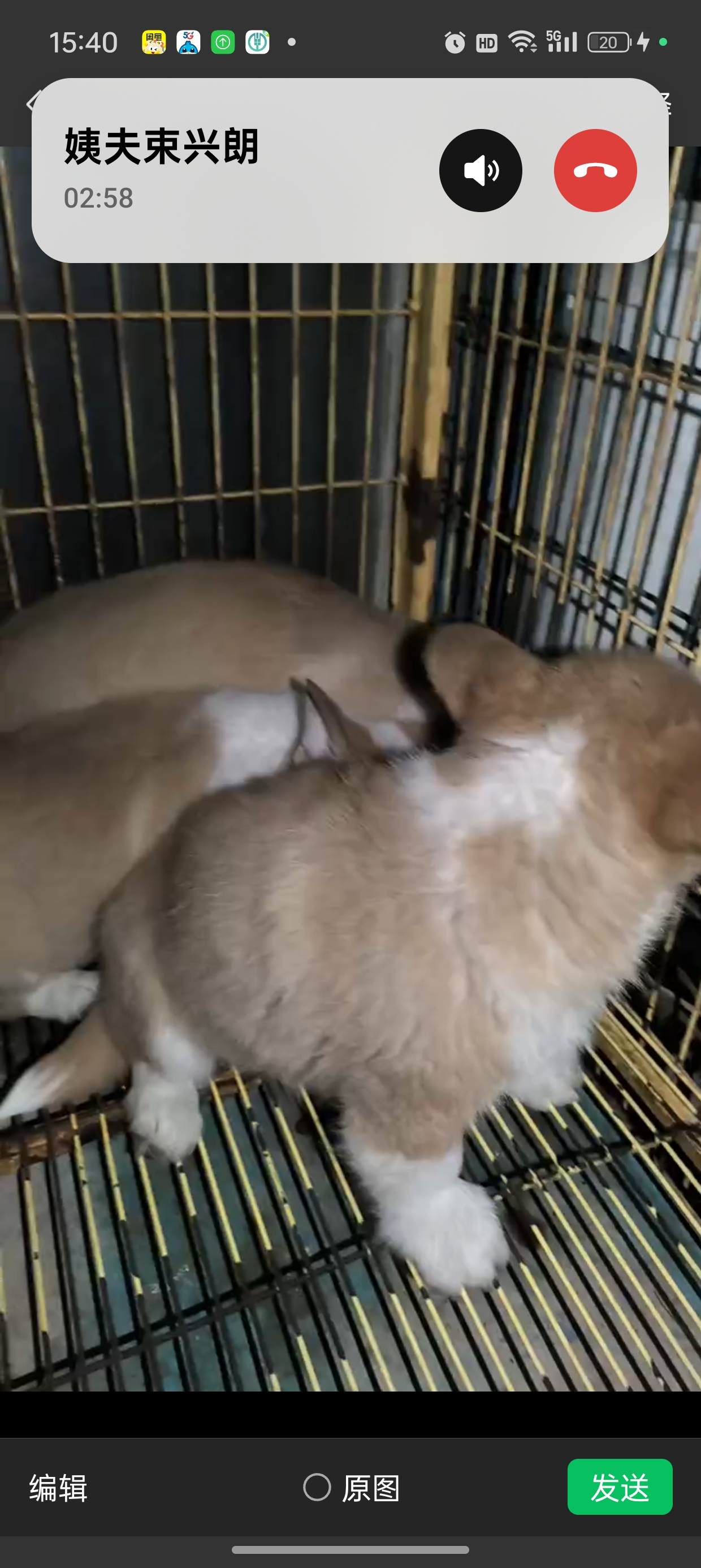 带尾巴的柯基犬出售